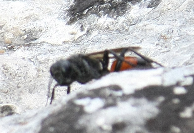 Sphecidae